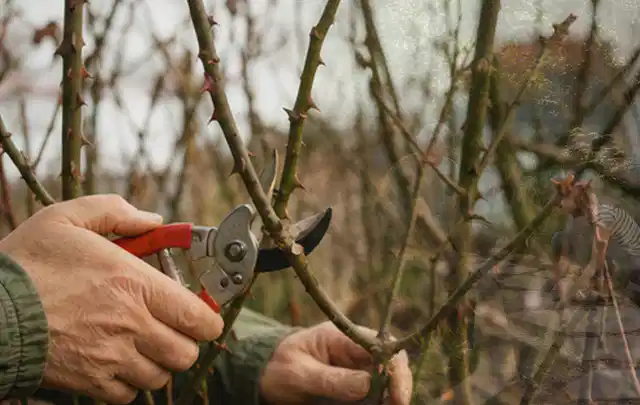 Hände schneiden einen älteren Rosenstrauch mit einer sauberen Gartenschere; Thema Hortensien, Schwerpunkt Problemlösung; Ergebnis.