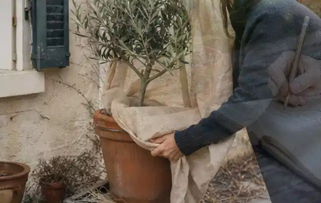 Person umhüllt eine mediterrane Kübelpflanze mit atmungsaktivem Winterschutz; Thema Hortensien, Schwerpunkt Rückschnitt; Ausgangslage.