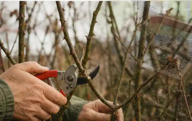 Hände schneiden einen älteren Rosenstrauch mit einer sauberen Gartenschere; Thema Hortensien, Schwerpunkt Rückschnitt; Praxisalltag.