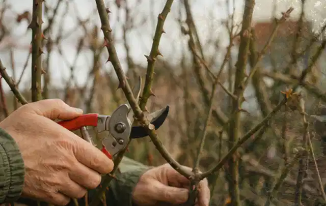 Hände schneiden einen älteren Rosenstrauch mit einer sauberen Gartenschere; Thema Hortensien, Schwerpunkt Sortenwahl; Praxisalltag.