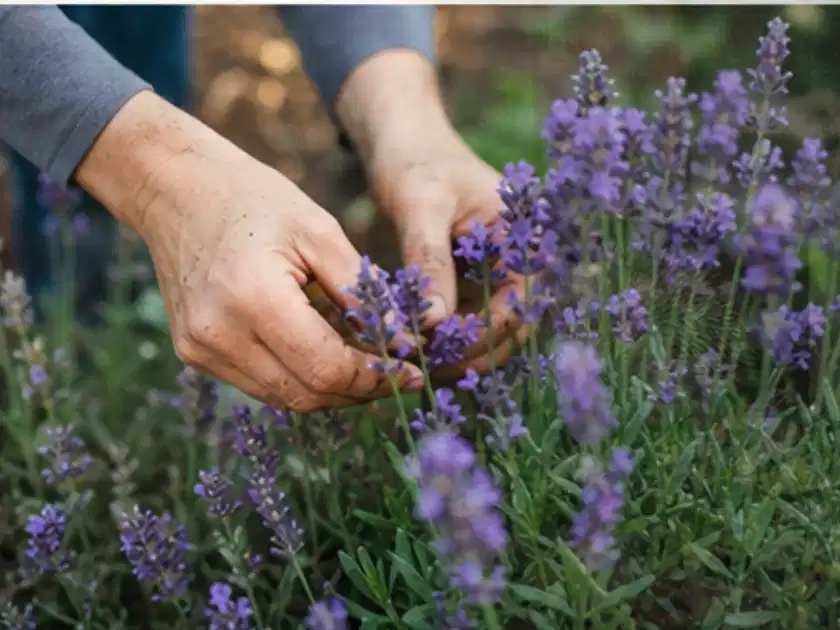 Hände pflegen blühenden Lavendel in einem natürlich angelegten Gartenbeet; Thema Hortensien, Schwerpunkt Standort; Titelbild.