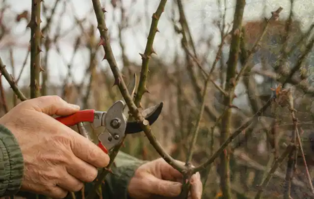 Hände schneiden einen älteren Rosenstrauch mit einer sauberen Gartenschere; Thema Hortensien, Schwerpunkt Topfkultur; Kontrolle.