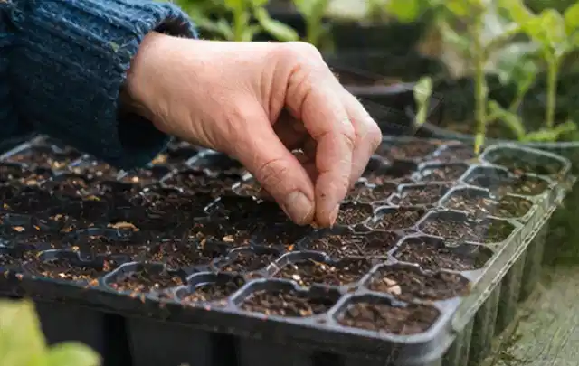 Hand legt einzelne Samen in vorbereitete Anzuchtschalen mit lockerer Erde; Thema Hortensien, Schwerpunkt Topfkultur; Praxisalltag.