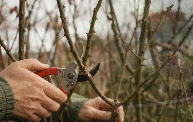 Hände schneiden einen älteren Rosenstrauch mit einer sauberen Gartenschere; Thema Hortensien, Schwerpunkt Vermehrung; Umsetzung.