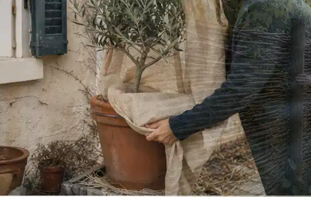 Person umhüllt eine mediterrane Kübelpflanze mit atmungsaktivem Winterschutz; Thema Hortensien, Schwerpunkt Wachstum; Kontrolle.