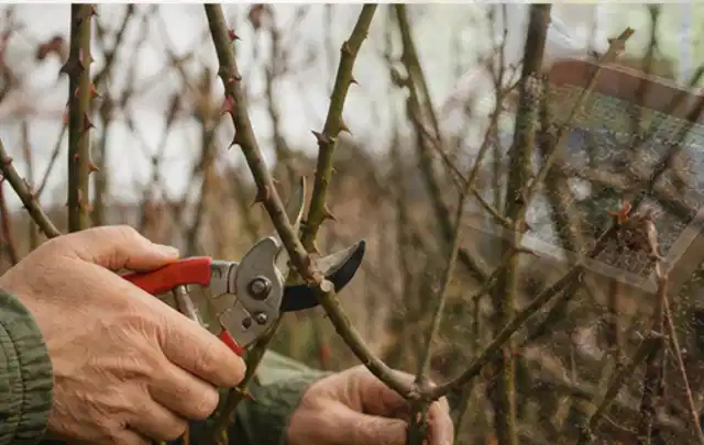 Hände schneiden einen älteren Rosenstrauch mit einer sauberen Gartenschere; Thema Hortensien, Schwerpunkt Winterpflege; Ergebnis.