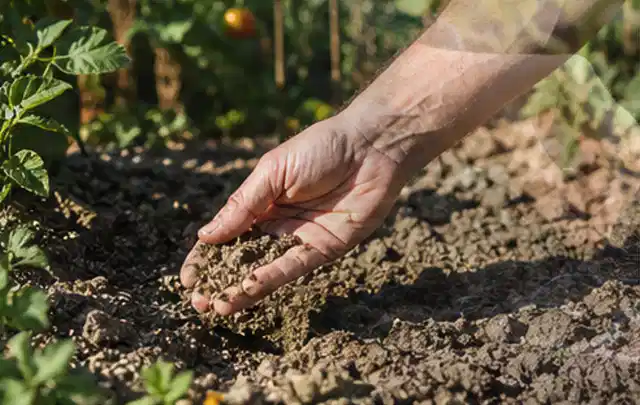 Hand prüft trockene krümelige Gartenerde während einer warmen Sommerphase; Thema Hunter Bewässerung, Schwerpunkt Bestenliste; Ausgangslage.