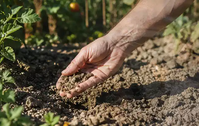 Hand prüft trockene krümelige Gartenerde während einer warmen Sommerphase; Thema Hunter Bewässerung, Schwerpunkt Fehlerhilfe; Kontrolle.