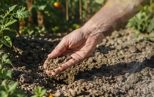 Hand prüft trockene krümelige Gartenerde während einer warmen Sommerphase; Thema Hunter Bewässerung, Schwerpunkt Kaufberatung; Ausgangslage.