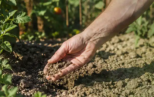 Hand prüft trockene krümelige Gartenerde während einer warmen Sommerphase; Thema Hunter Bewässerung, Schwerpunkt Kosten; Kontrolle.