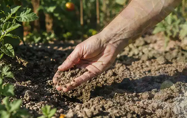 Hand prüft trockene krümelige Gartenerde während einer warmen Sommerphase; Thema Hunter Bewässerung, Schwerpunkt Reparatur; Ergebnis.
