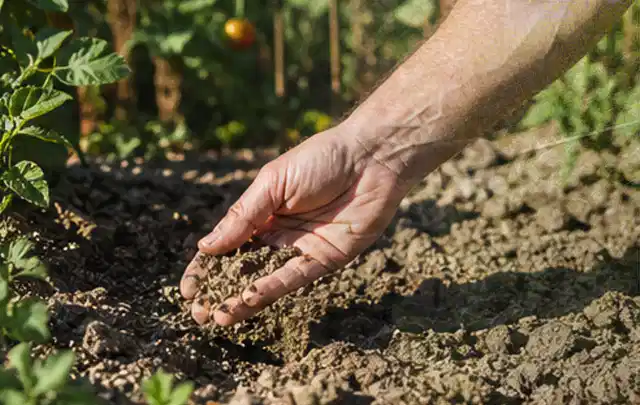 Hand prüft trockene krümelige Gartenerde während einer warmen Sommerphase; Thema Hunter Bewässerung, Schwerpunkt Vergleich; Ergebnis.