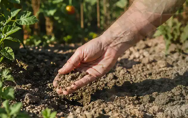 Hand prüft trockene krümelige Gartenerde während einer warmen Sommerphase; Thema Hunter Bewässerung, Schwerpunkt Winterlager; Ausgangslage.