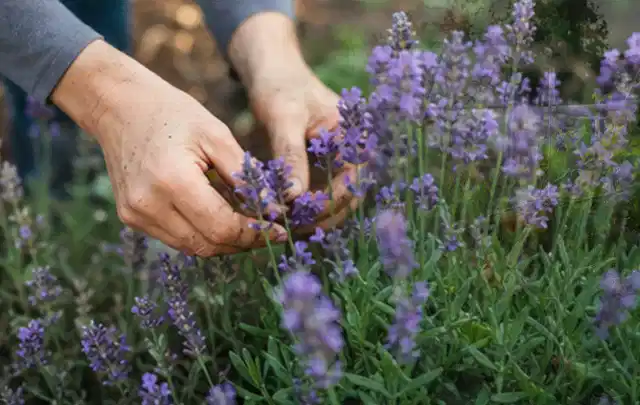 Hände pflegen blühenden Lavendel in einem natürlich angelegten Gartenbeet; Thema Immergrüne Pflanzen, Schwerpunkt Boden; Kontrolle.