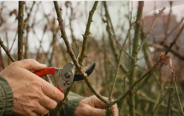 Hände schneiden einen älteren Rosenstrauch mit einer sauberen Gartenschere; Thema Immergrüne Pflanzen, Schwerpunkt Düngung; Ausgangslage.