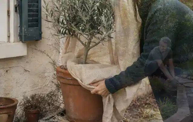 Person umhüllt eine mediterrane Kübelpflanze mit atmungsaktivem Winterschutz; Thema Immergrüne Pflanzen, Schwerpunkt Düngung; Umsetzung.