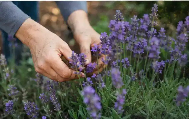 Hände pflegen blühenden Lavendel in einem natürlich angelegten Gartenbeet; Thema Immergrüne Pflanzen, Schwerpunkt Düngung; Kontrolle.