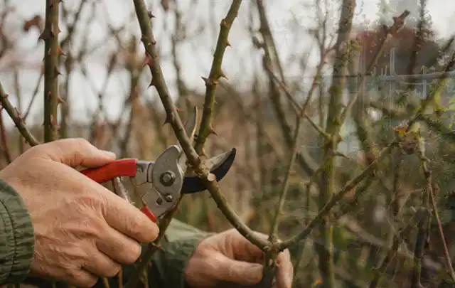 Hände schneiden einen älteren Rosenstrauch mit einer sauberen Gartenschere; Thema Immergrüne Pflanzen, Schwerpunkt Gartenpraxis; Ausgangslage.