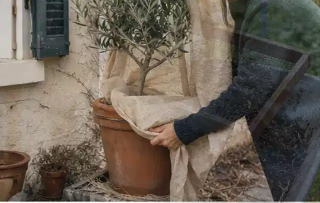 Person umhüllt eine mediterrane Kübelpflanze mit atmungsaktivem Winterschutz; Thema Immergrüne Pflanzen, Schwerpunkt Gartenpraxis; Umsetzung.