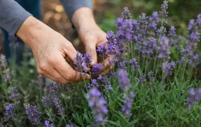Hände pflegen blühenden Lavendel in einem natürlich angelegten Gartenbeet; Thema Immergrüne Pflanzen, Schwerpunkt Gartenpraxis; Ergebnis.