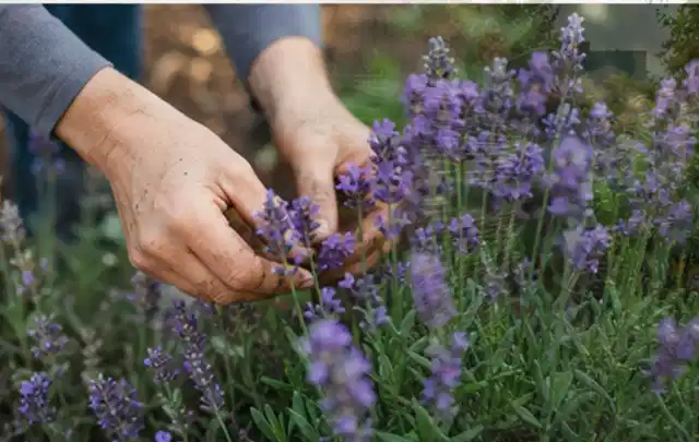 Hände pflegen blühenden Lavendel in einem natürlich angelegten Gartenbeet; Thema Immergrüne Pflanzen, Schwerpunkt Jahrespflege; Umsetzung.
