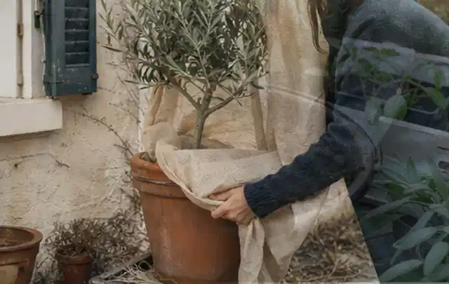 Person umhüllt eine mediterrane Kübelpflanze mit atmungsaktivem Winterschutz; Thema Immergrüne Pflanzen, Schwerpunkt Pflanzengesundheit; Ausgangslage.