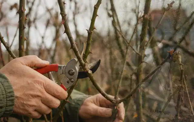 Hände schneiden einen älteren Rosenstrauch mit einer sauberen Gartenschere; Thema Immergrüne Pflanzen, Schwerpunkt Pflanzengesundheit; Umsetzung.