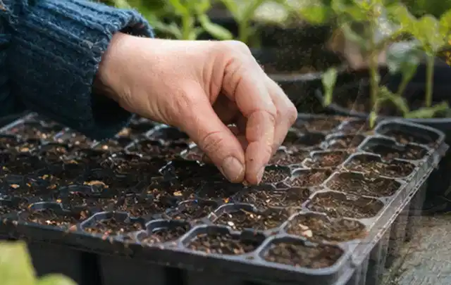 Hand legt einzelne Samen in vorbereitete Anzuchtschalen mit lockerer Erde; Thema Immergrüne Pflanzen, Schwerpunkt Pflanzpartner; Kontrolle.