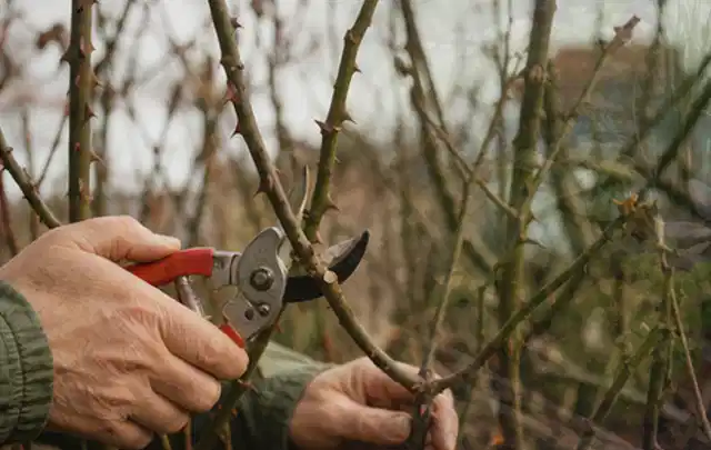 Hände schneiden einen älteren Rosenstrauch mit einer sauberen Gartenschere; Thema Immergrüne Pflanzen, Schwerpunkt Pflanzpartner; Ergebnis.