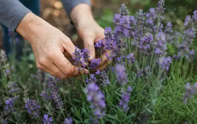Hände pflegen blühenden Lavendel in einem natürlich angelegten Gartenbeet; Thema Immergrüne Pflanzen, Schwerpunkt Pflanzpartner; Praxisalltag.