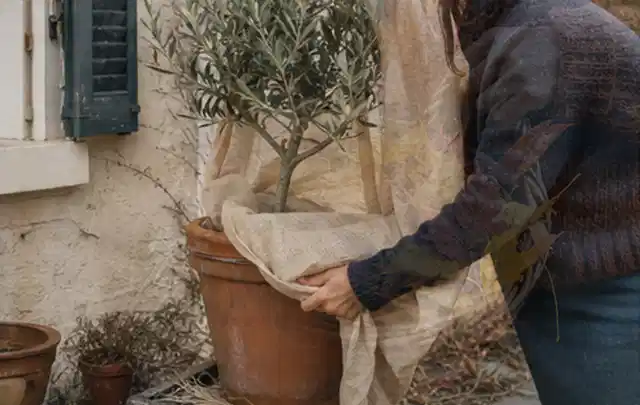 Person umhüllt eine mediterrane Kübelpflanze mit atmungsaktivem Winterschutz; Thema Immergrüne Pflanzen, Schwerpunkt Rückschnitt; Kontrolle.