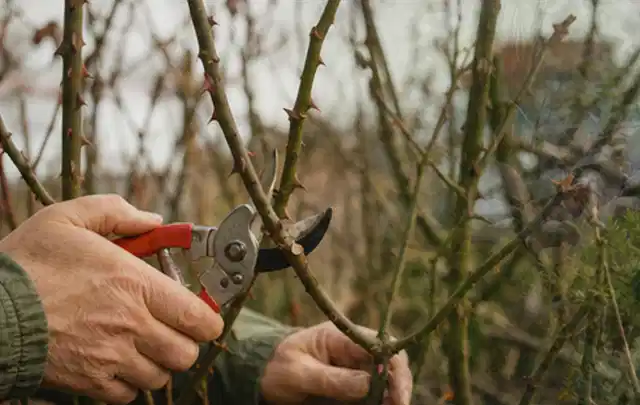 Hände schneiden einen älteren Rosenstrauch mit einer sauberen Gartenschere; Thema Immergrüne Pflanzen, Schwerpunkt Topfkultur; Ergebnis.