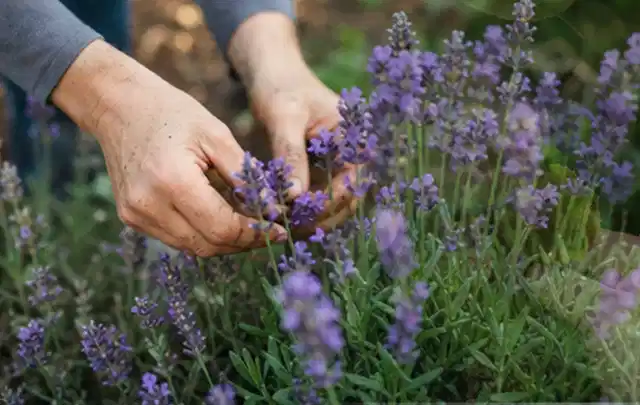 Hände pflegen blühenden Lavendel in einem natürlich angelegten Gartenbeet; Thema Immergrüne Pflanzen, Schwerpunkt Vermehrung; Ergebnis.
