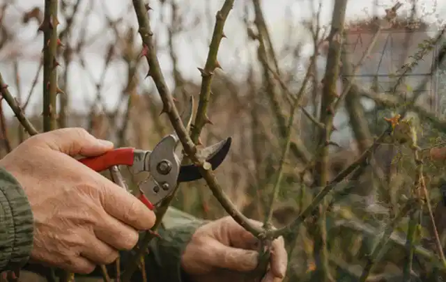 Hände schneiden einen älteren Rosenstrauch mit einer sauberen Gartenschere; Thema Immergrüne Pflanzen, Schwerpunkt Wachstum; Ergebnis.