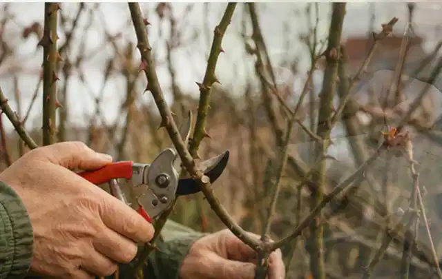Hände schneiden einen älteren Rosenstrauch mit einer sauberen Gartenschere; Thema Immergrüne Pflanzen, Schwerpunkt Winterpflege; Ergebnis.