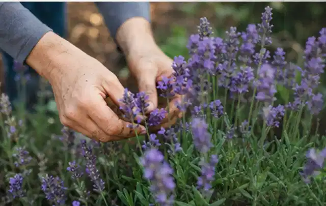 Hände pflegen blühenden Lavendel in einem natürlich angelegten Gartenbeet; Thema Immergrüne Pflanzen, Schwerpunkt Winterpflege; Praxisalltag.