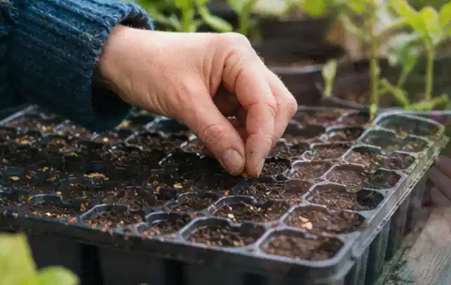 Hand legt einzelne Samen in vorbereitete Anzuchtschalen mit lockerer Erde; Thema Johannisbeeren, Schwerpunkt Anbau; Ausgangslage.