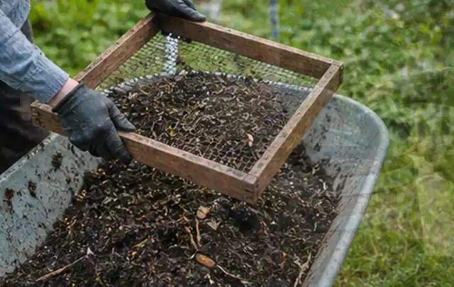 Behandschuhte Hände sieben reifen Kompost über einer Gartenschubkarre; Thema Johannisbeeren, Schwerpunkt Anbau; Kontrolle.