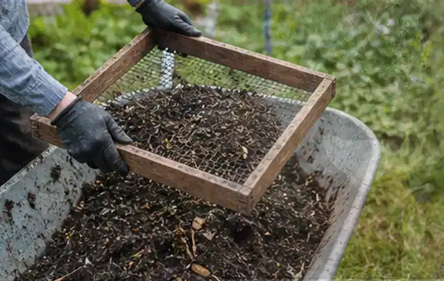 Behandschuhte Hände sieben reifen Kompost über einer Gartenschubkarre; Thema Johannisbeeren, Schwerpunkt Aussaat; Kontrolle.