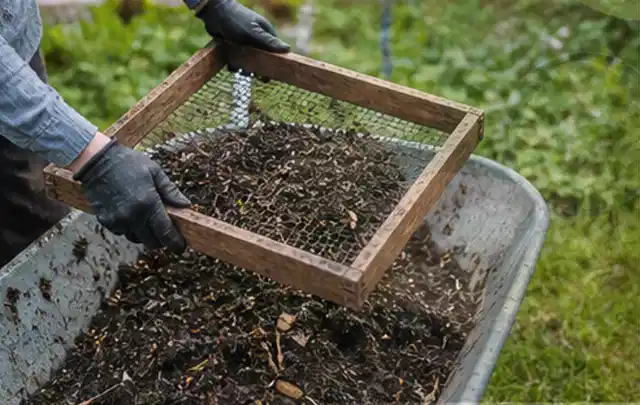 Behandschuhte Hände sieben reifen Kompost über einer Gartenschubkarre; Thema Johannisbeeren, Schwerpunkt Balkongarten; Umsetzung.