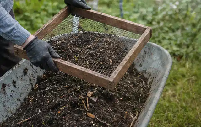 Behandschuhte Hände sieben reifen Kompost über einer Gartenschubkarre; Thema Johannisbeeren, Schwerpunkt Bewässerung; Ausgangslage.