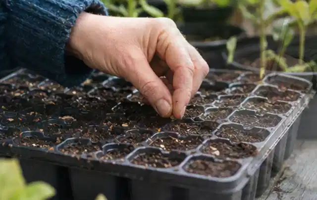 Hand legt einzelne Samen in vorbereitete Anzuchtschalen mit lockerer Erde; Thema Johannisbeeren, Schwerpunkt Bewässerung; Praxisalltag.