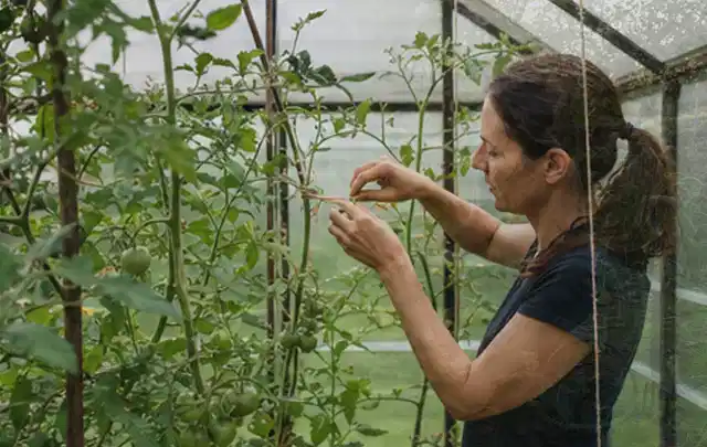 Person bindet junge Tomatentriebe in einem privaten Gewächshaus vorsichtig an; Thema Johannisbeeren, Schwerpunkt Boden; Kontrolle.