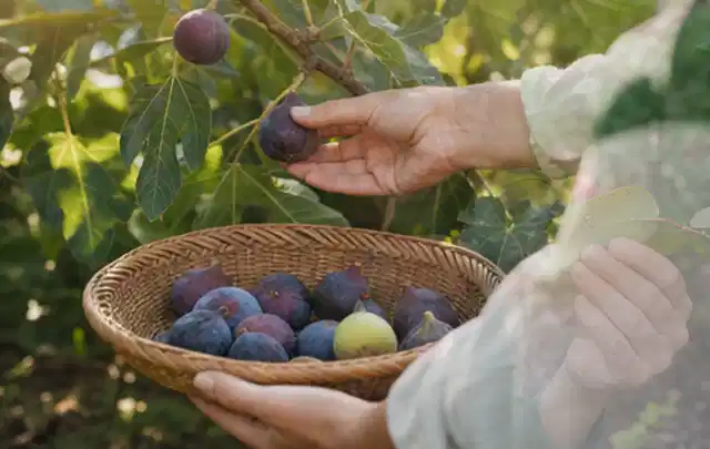 Hand pflückt eine reife Feige über einem flachen Korb mit Früchten; Thema Johannisbeeren, Schwerpunkt Einsteigerwissen; Umsetzung.