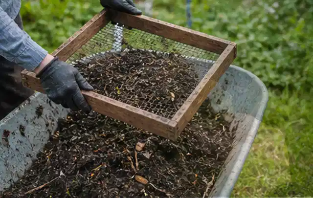Behandschuhte Hände sieben reifen Kompost über einer Gartenschubkarre; Thema Johannisbeeren, Schwerpunkt Einsteigerwissen; Kontrolle.