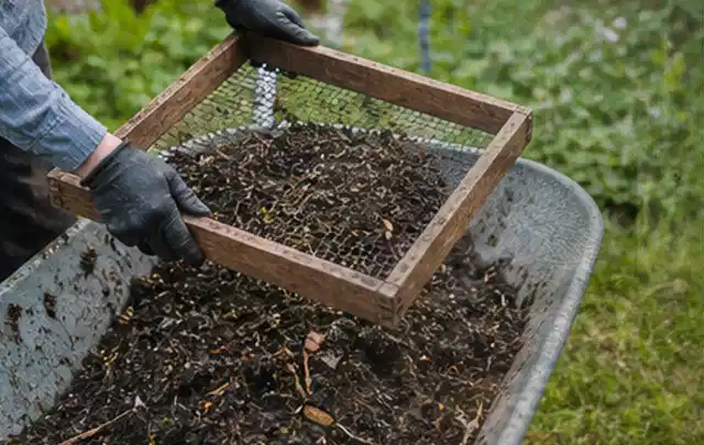 Behandschuhte Hände sieben reifen Kompost über einer Gartenschubkarre; Thema Johannisbeeren, Schwerpunkt Fehlerhilfe; Umsetzung.