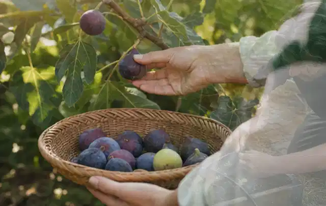 Hand pflückt eine reife Feige über einem flachen Korb mit Früchten; Thema Johannisbeeren, Schwerpunkt Fehlerhilfe; Kontrolle.