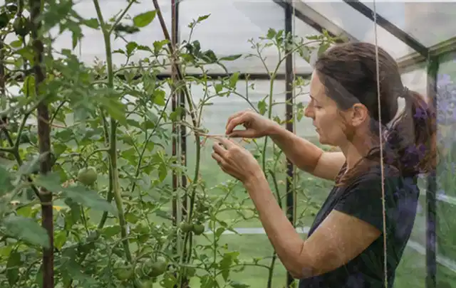 Person bindet junge Tomatentriebe in einem privaten Gewächshaus vorsichtig an; Thema Johannisbeeren, Schwerpunkt Fehlerhilfe; Ergebnis.