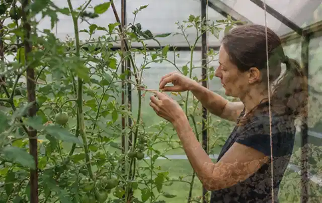 Person bindet junge Tomatentriebe in einem privaten Gewächshaus vorsichtig an; Thema Johannisbeeren, Schwerpunkt Gesundheit; Ausgangslage.