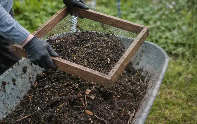 Behandschuhte Hände sieben reifen Kompost über einer Gartenschubkarre; Thema Johannisbeeren, Schwerpunkt Gewächshaus; Ausgangslage.